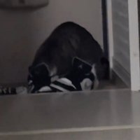 怪しい猫