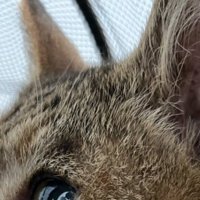 猫の耳