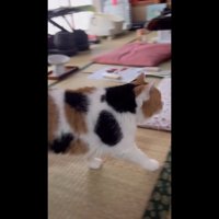 歩く姿を横から