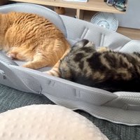 眠るふたり