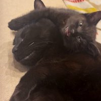 先住猫さんの顔に頬を寄せているちこちゃん
