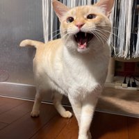 女性に向かって鳴き声を上げる猫
