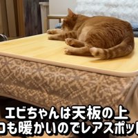 こたつの上に乗っている猫