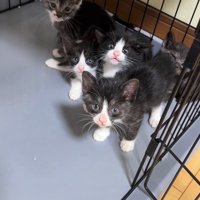 ケージ内にいる5匹の子猫
