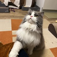 ふんぞり返ってお手するグレーのハチワレ猫