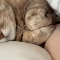 寝起きの猫