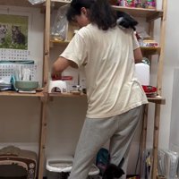 人間に登る子猫たち