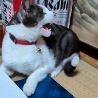 キジトラ猫に威嚇するキジ白猫