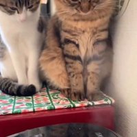 炊飯器を見つめる2匹の猫