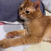 眠そうな顔で画面左を見つめる猫の上半身アップ