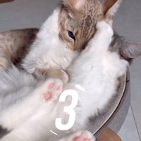 こちらを見つめる猫