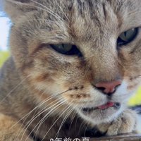 口を開けている猫