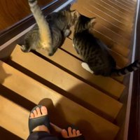 階段を降りる2匹の猫