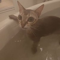 お風呂に入る猫