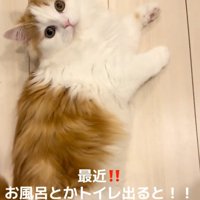 待機する猫
