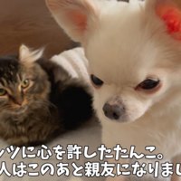 犬と猫