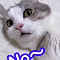 NOを突きつける猫