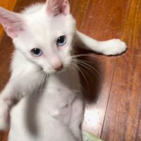 見上げる子猫