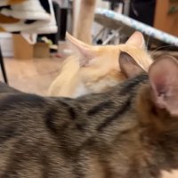 割り込むティガーくん