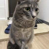 通せんぼする猫