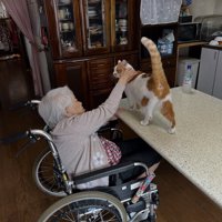 背中をなでられる猫