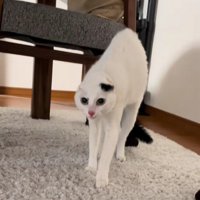 緊張でかたまる猫