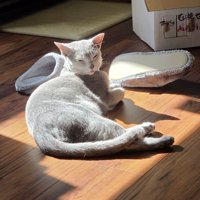 日向ぼっこする猫