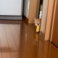 エビフライをくわえて壁からのぞく猫