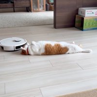 寝転がる猫