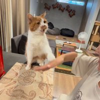 芸をする猫
