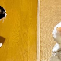 上から撮影した2匹の猫