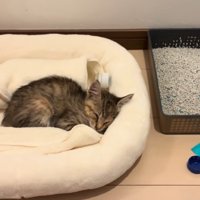 ベッドの中で眠る子猫