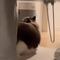 机の下に隠れる猫