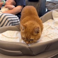 ベッドに侵入