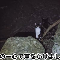 暗闇にいる猫