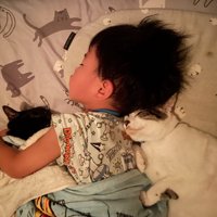一緒に寝る猫