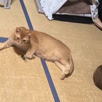 セミのそばにいるカメラ目線の猫