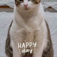 おすわりする成猫