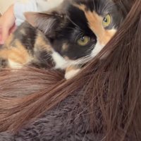 飼い主の髪の毛に鼻先がある子猫