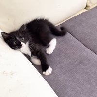 ソファの隅に