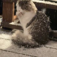 前足をなめる猫