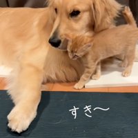 犬に擦り寄る猫