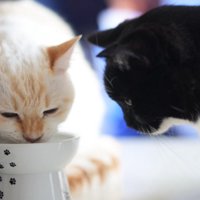 ごはんを食べる猫と見ている猫