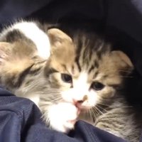 毛繕い