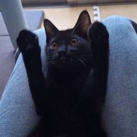両手を広げるぎんじくん