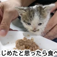 ごはんを前にする子猫