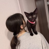 飼い主の方に登る子猫