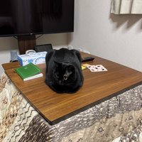 こたつの天板に座る猫