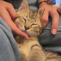 なでられている猫