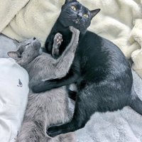 同居猫に抱きつく猫